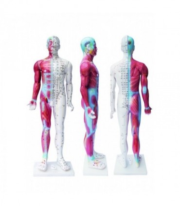 Model mężczyzny, manekin do akupunktury o wysokości 178 cm