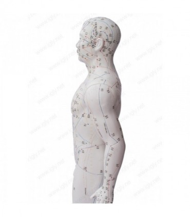 Model mężczyzny, manekin do akupunktury o wysokości 178 cm