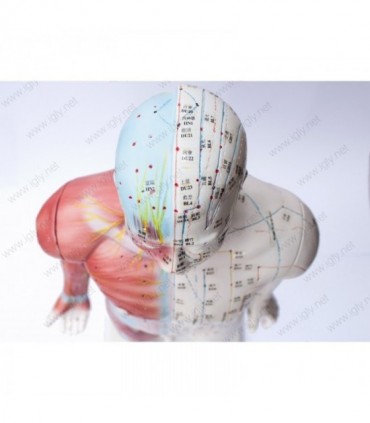 Model mężczyzny, manekin do akupunktury o wysokości 178 cm