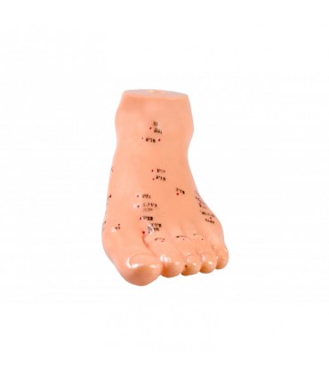 Model stopy z punktami akupunkturowymi - 15 cm
