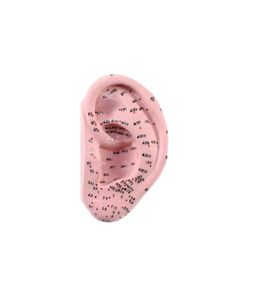 Model ucha z punktami akupunkturowymi - 13 cm