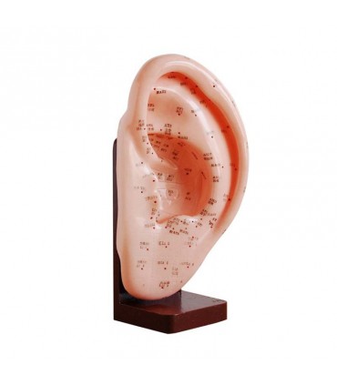 Model ucha z punktami akupunkturowymi - 22 cm