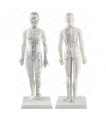 Model kobiety, manekin do akupunktury o wys. 48 cm