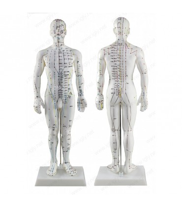 Model mężczyzny, manekin do akupunktury o wys. 50 cm