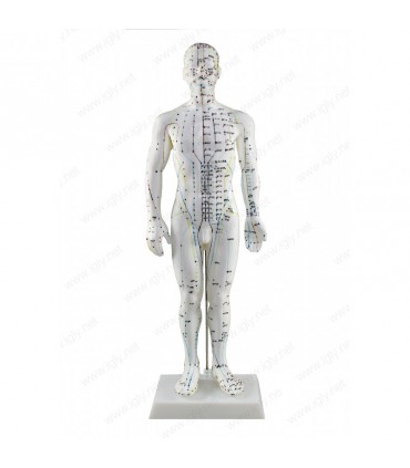 Model mężczyzny, manekin do akupunktury o wys. 50 cm